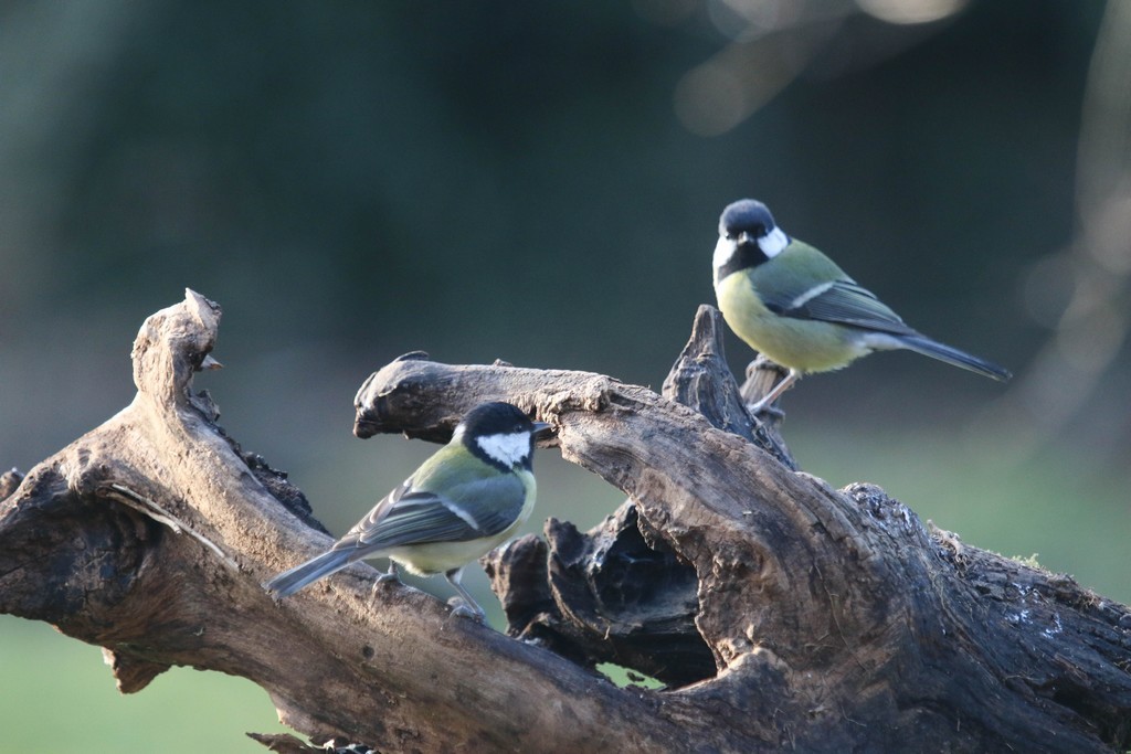 Mésange charbonnière (Parus major)