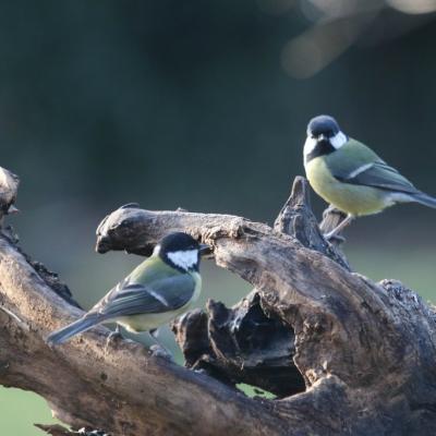 Mésange charbonnière (Parus major)