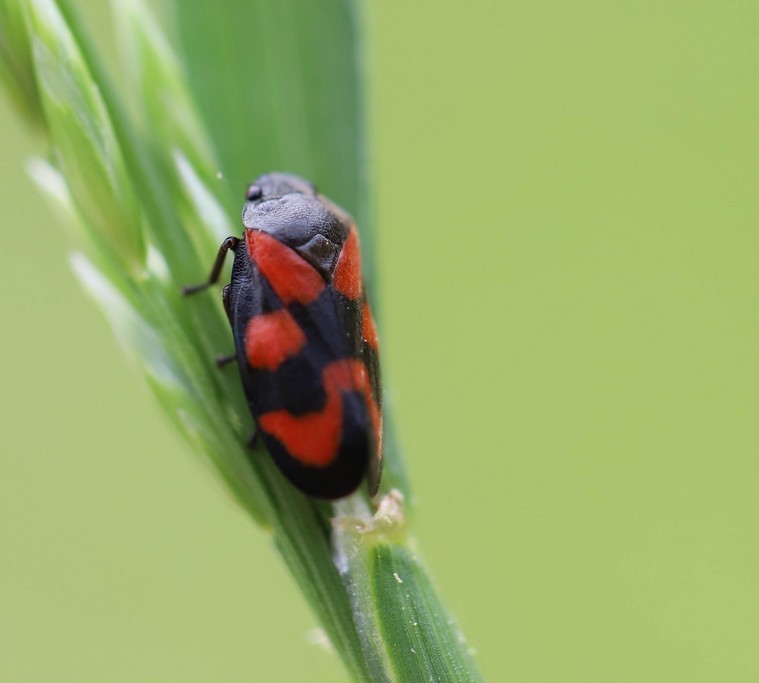 Img 8582 cercopis vulnerata