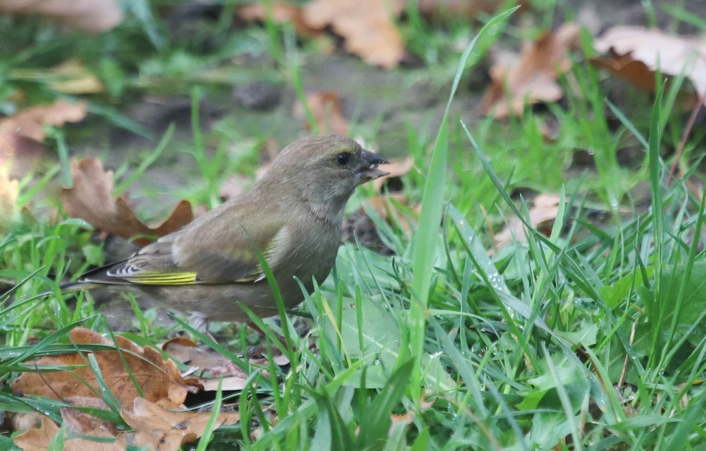 Verdier d'Europe (Carduelis chloris)