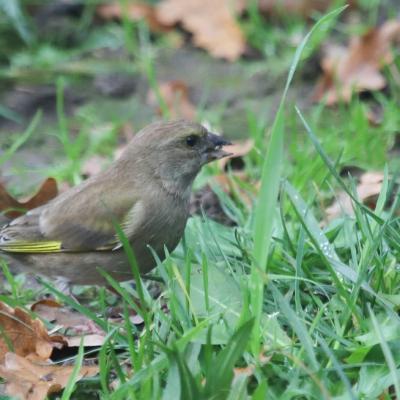 Verdier d'Europe (Carduelis chloris)