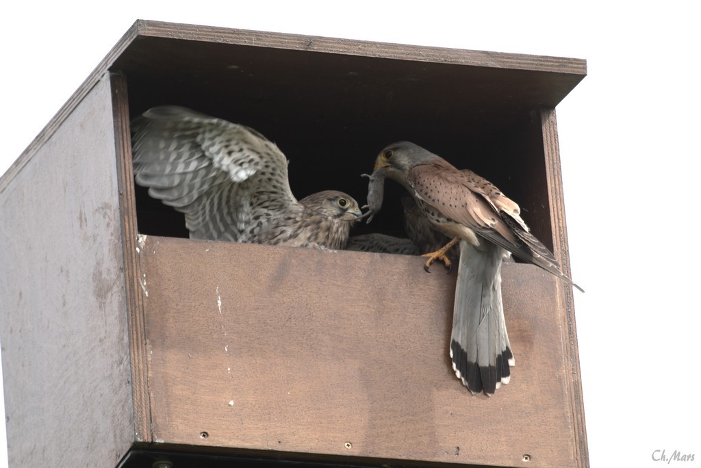 Faucons crécerelles (Falco tinnunculus)