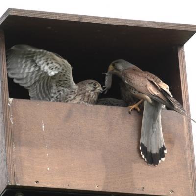 Faucons crécerelles (Falco tinnunculus)