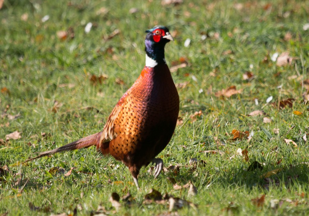 Faisan de Colchide ( Phasianus colchicus)