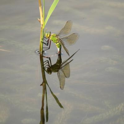 Libellule (Anisoptera)