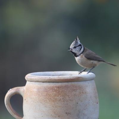 Mesange Huppée (Parus cristatus)