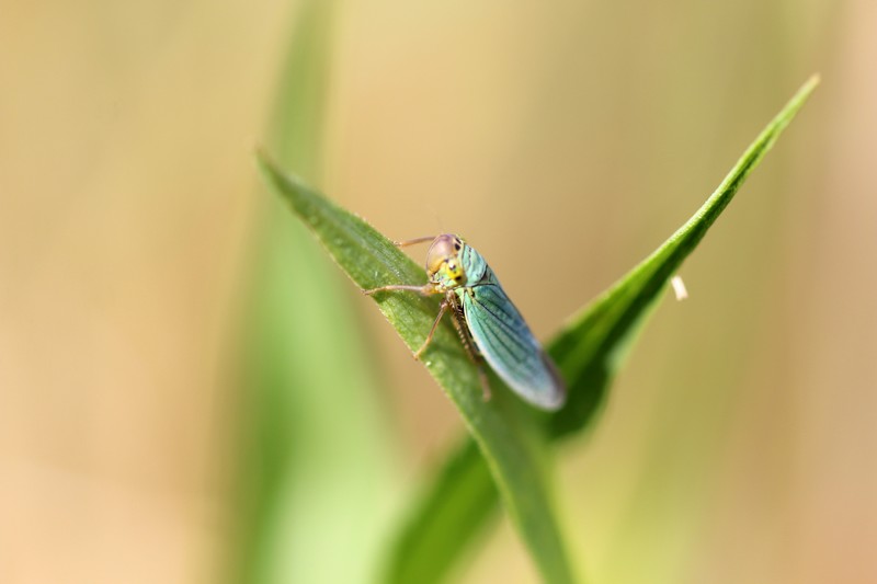 Cicadelle verte ( Cicadella veridis)