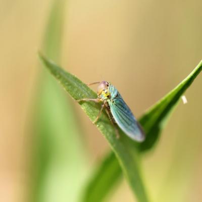 Cicadelle verte ( Cicadella veridis)