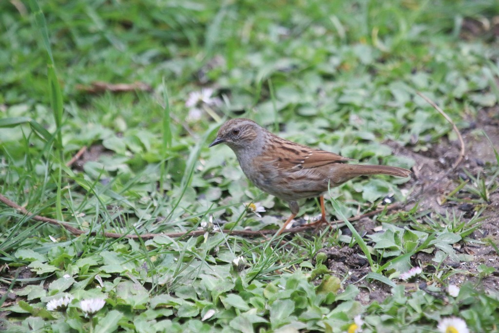 Accenteur mouchet ( Prunella modularis)