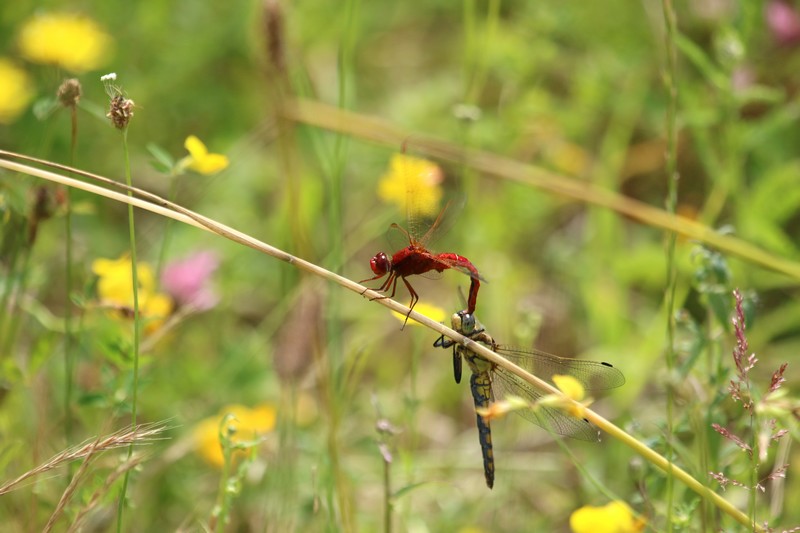 Libellule (Anisoptera)