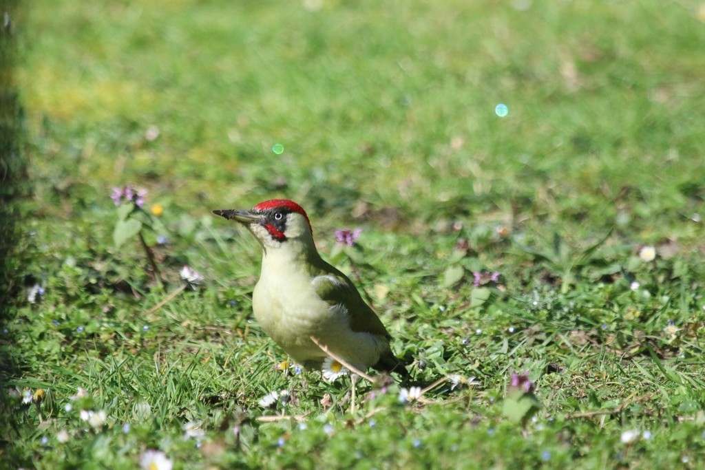 Pic vert (Picus viridis)