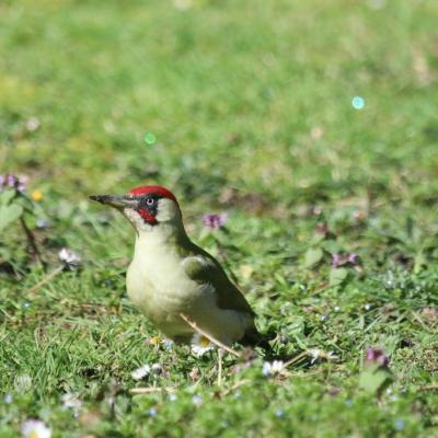 Pic vert (Picus viridis)