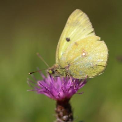 Img 8852 Le souci (colias crocea)