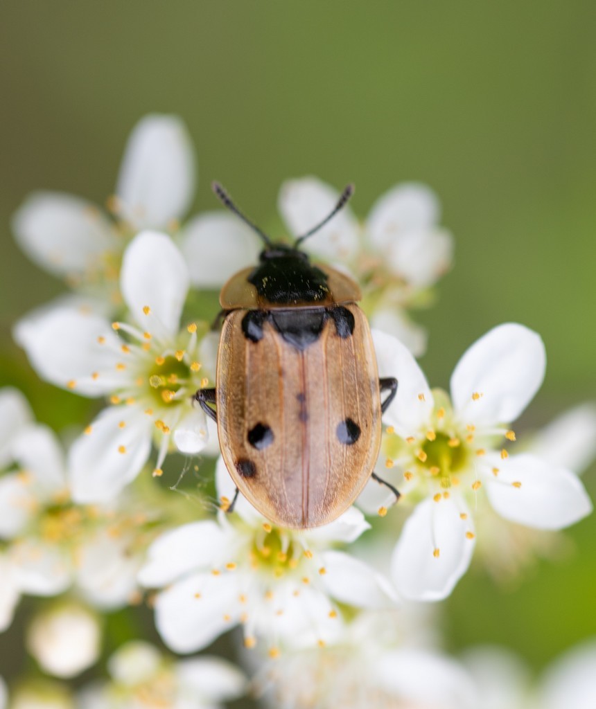 Silphe à quatre points ( Dendroxena quadrimaculata)