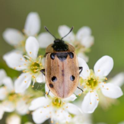 Silphe à quatre points ( Dendroxena quadrimaculata)