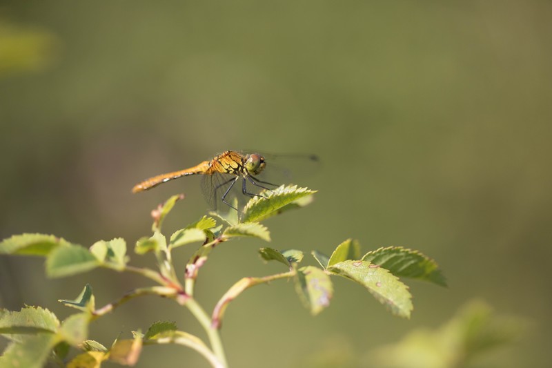 Libellule (Anisoptera)