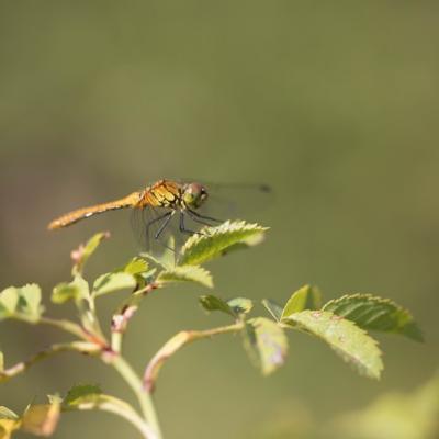 Libellule (Anisoptera)