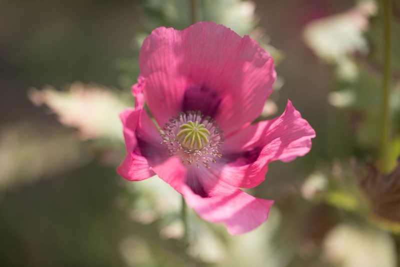 Pavot somnifère( Papaver somniferum)