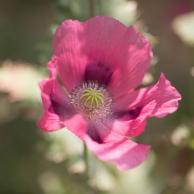 Pavot somnifère( Papaver somniferum)