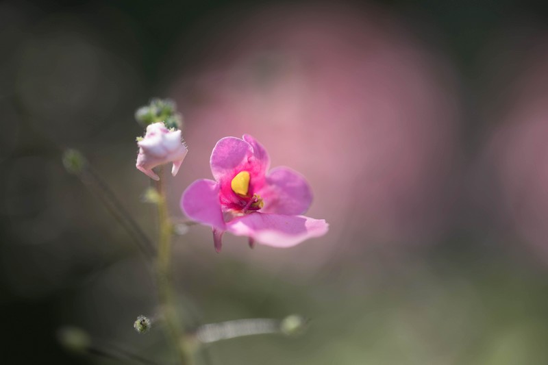 Balsamine (Impatiens glandulifera royle)