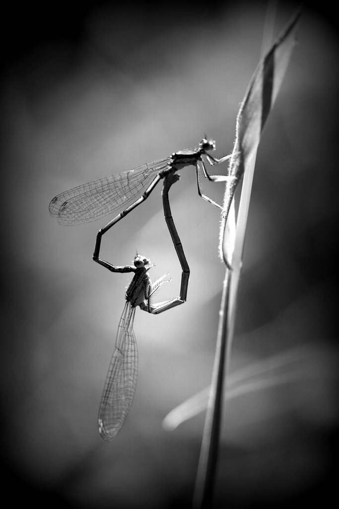 Demoiselle (Zygoptera)