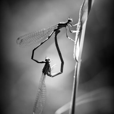 Demoiselle (Zygoptera)