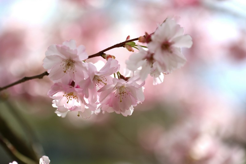 Cerisier du Japon (Prunus serrulata)