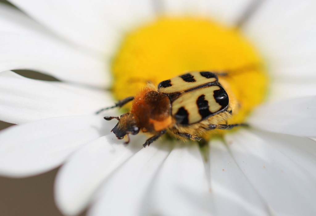  Trichie du rosier (trichius gallitus gallitus) 