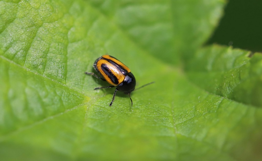  Cryptocephale raye (cryptocephalus vittatus)