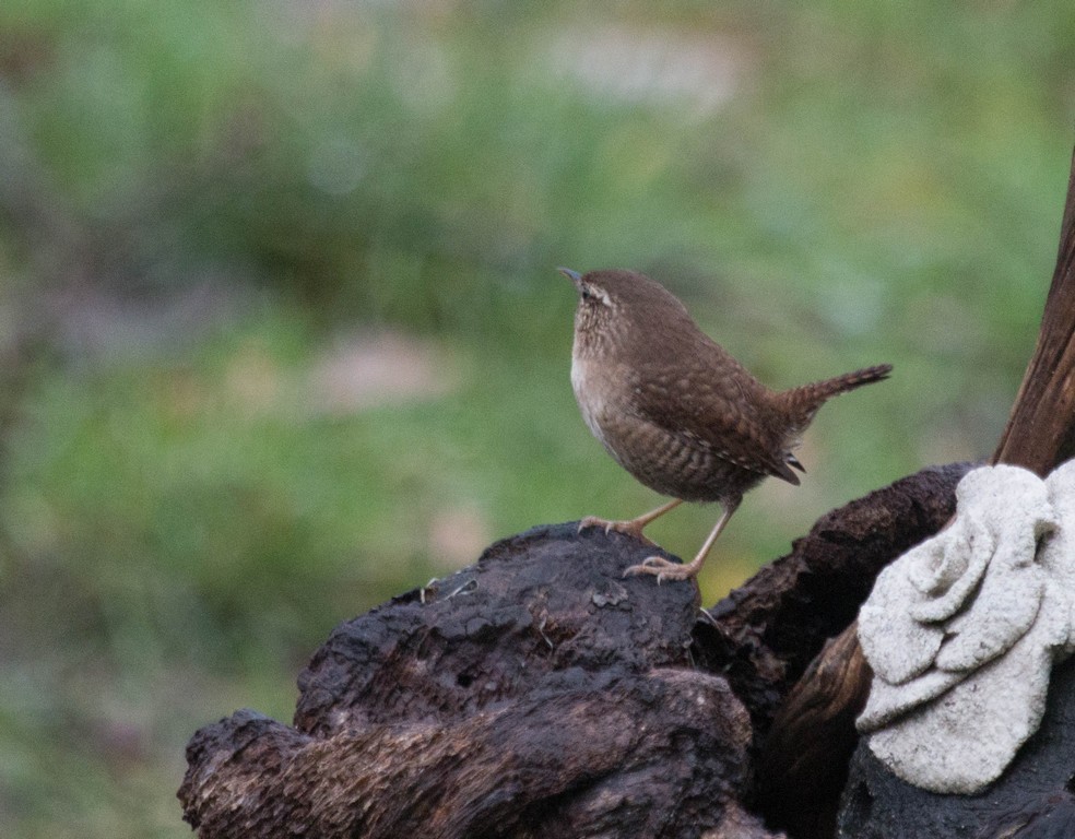 Troglodyte mignon (Troglodytes troglodytes)