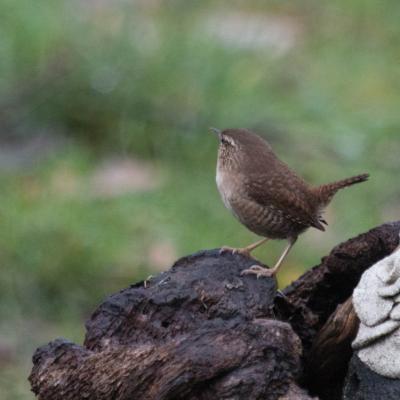 Troglodyte mignon (Troglodytes troglodytes)