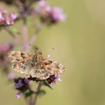 Hespéride de la mauve (Pyrgus malvae)