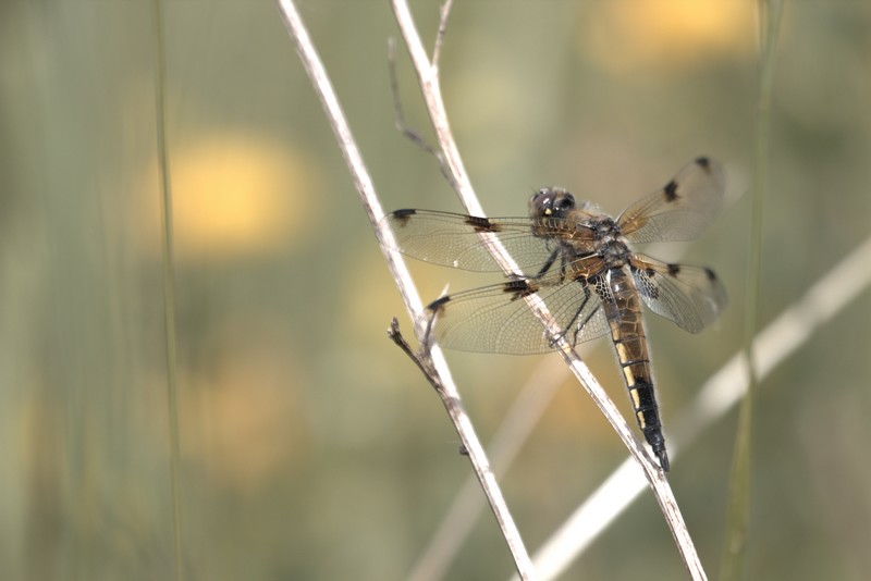 Libellule (Anisoptera)