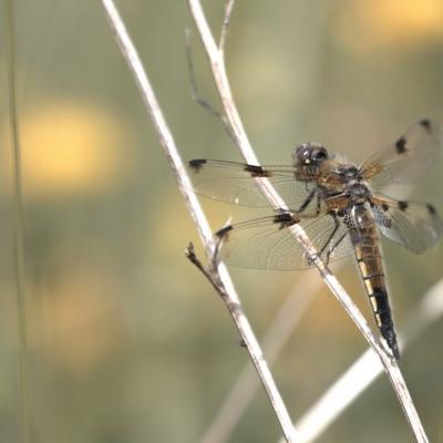 Libellule (Anisoptera)