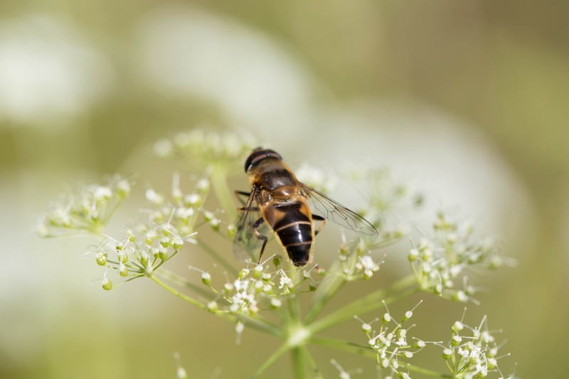 Eristale gluante (Eristalis tenax)