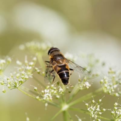 Eristale gluante (Eristalis tenax)