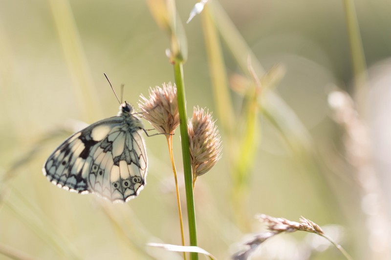  demi-deuil (Melanargia galathea)