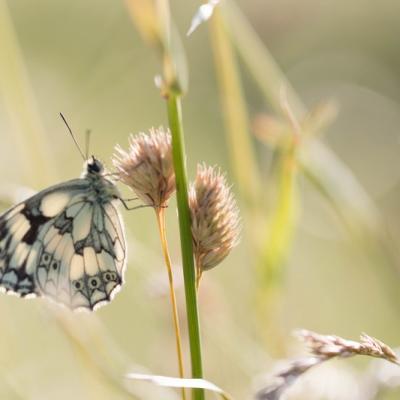  demi-deuil (Melanargia galathea)