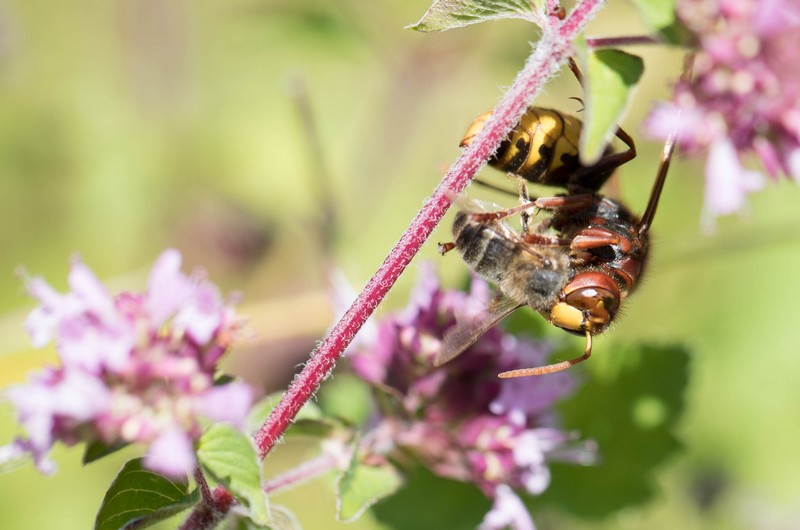 Frelon Européen (  Vespa crabo)