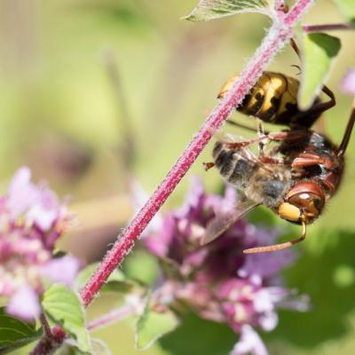 Frelon Européen (  Vespa crabo)