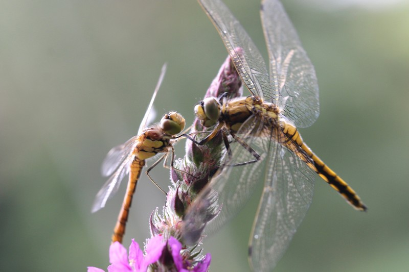 Libellule (Anisoptera)