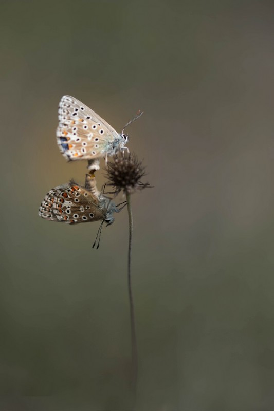 Azurés communs ( Polyommatus icarus)