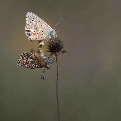 Azurés communs ( Polyommatus icarus)