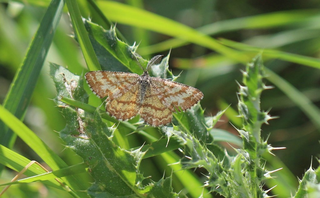  La phalène picotée (ematurga atomaria) 