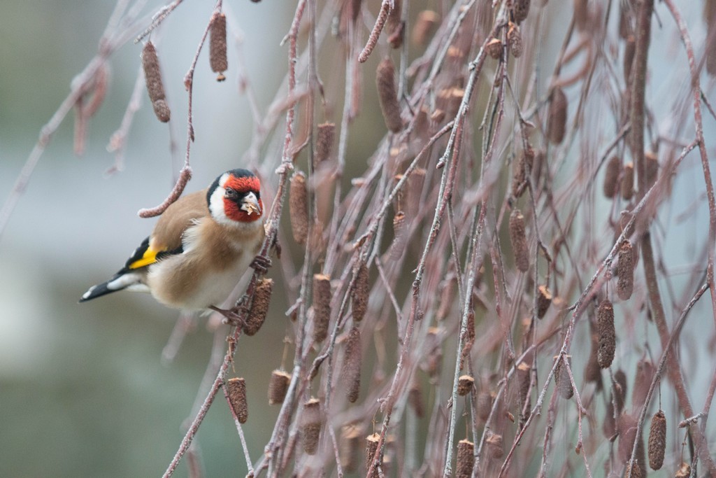 Chardonneret élégant (Carduelis carduelis)