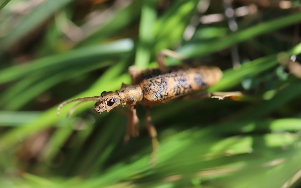   Rhagie sycophante (rhagium sycophanta) 