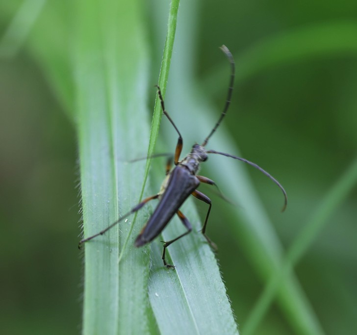  Stenochore du midi (stenocorus meridianus) 