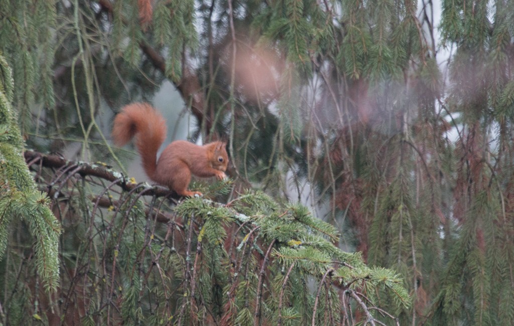   Ecureuil roux (sciurus vulgaris) 