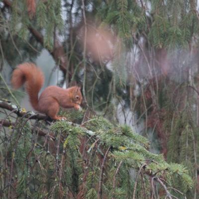   Ecureuil roux (sciurus vulgaris) 