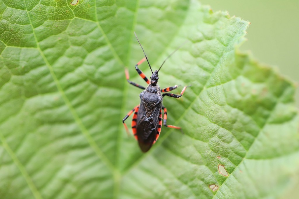 Img 9563 rhynocoris annulatus